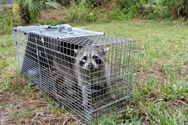 Wildlife control - raccoon in humane trap