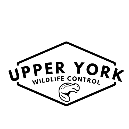 Upper York Wildlife Control Logo